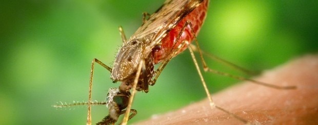 eliminar mosquitos de las plantas