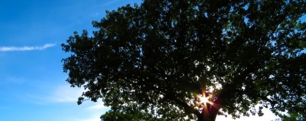 ¿Qué debes saber antes de podar un árbol?