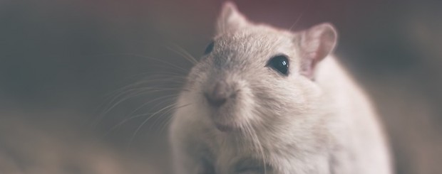 Ratones o ratas en casa? Consejos para eliminarlos