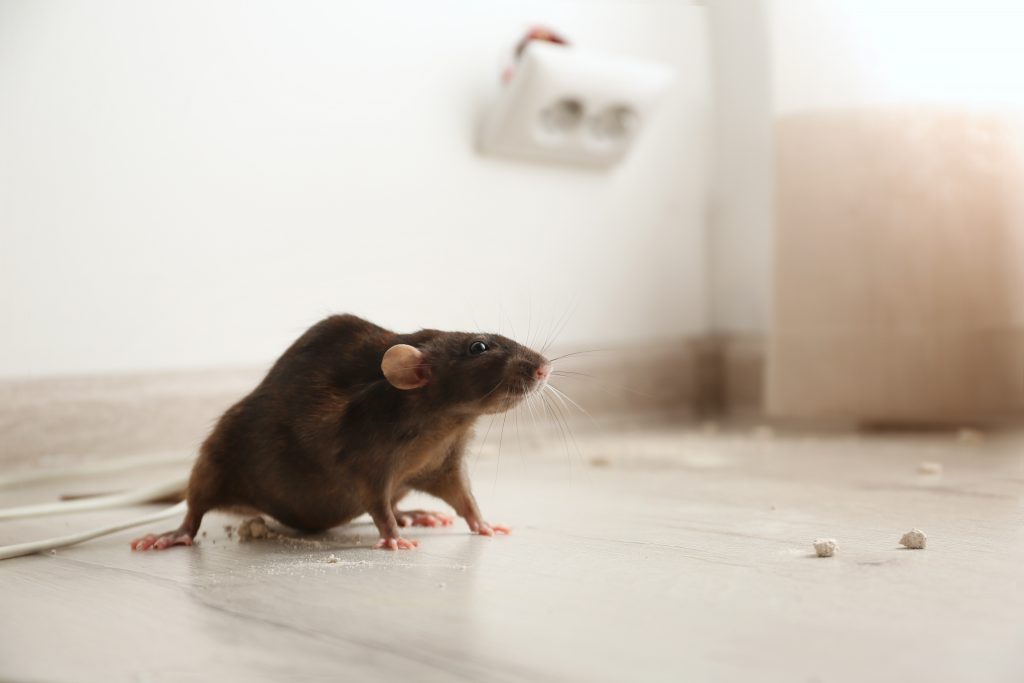 Cómo Ahuyentar Ratas y Ratones