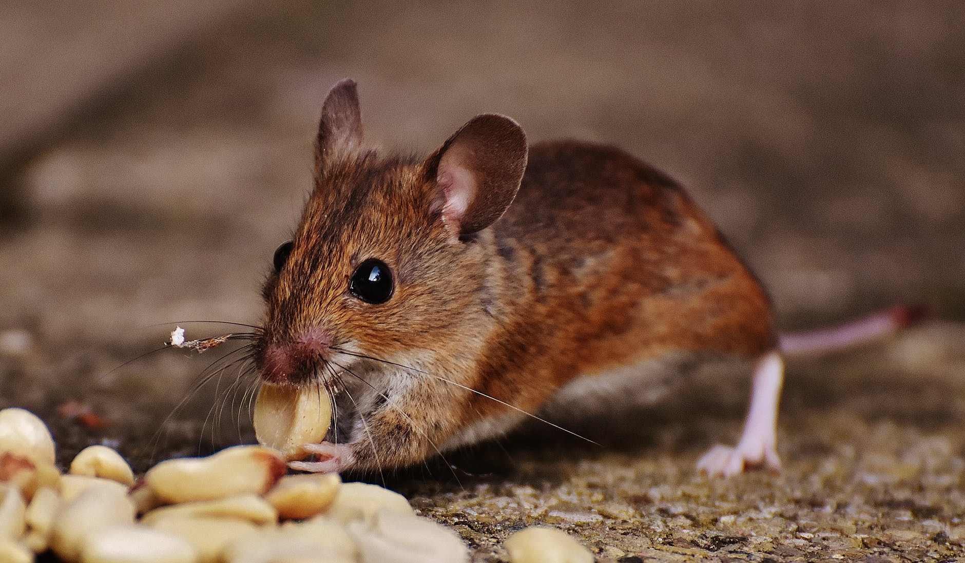 Ratones o ratas en casa? Consejos para eliminarlos