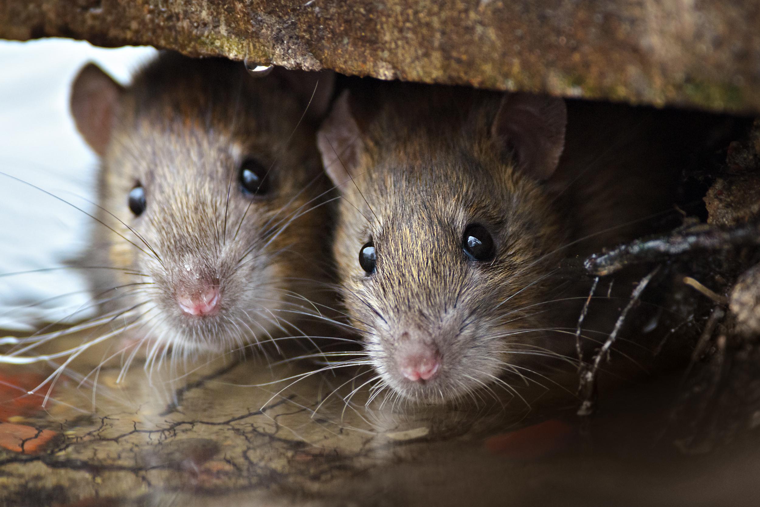 eliminar plagas de ratones