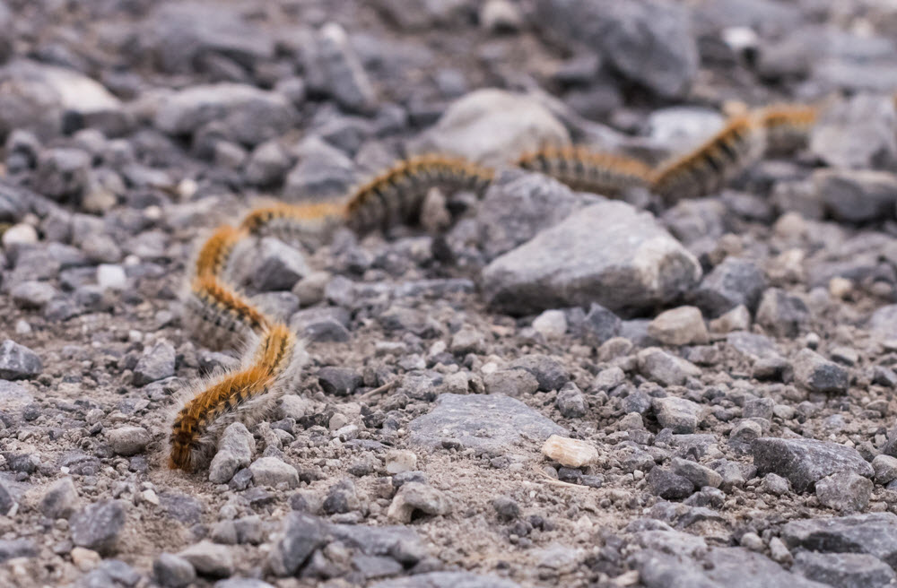 plaga de orugas en Madrid