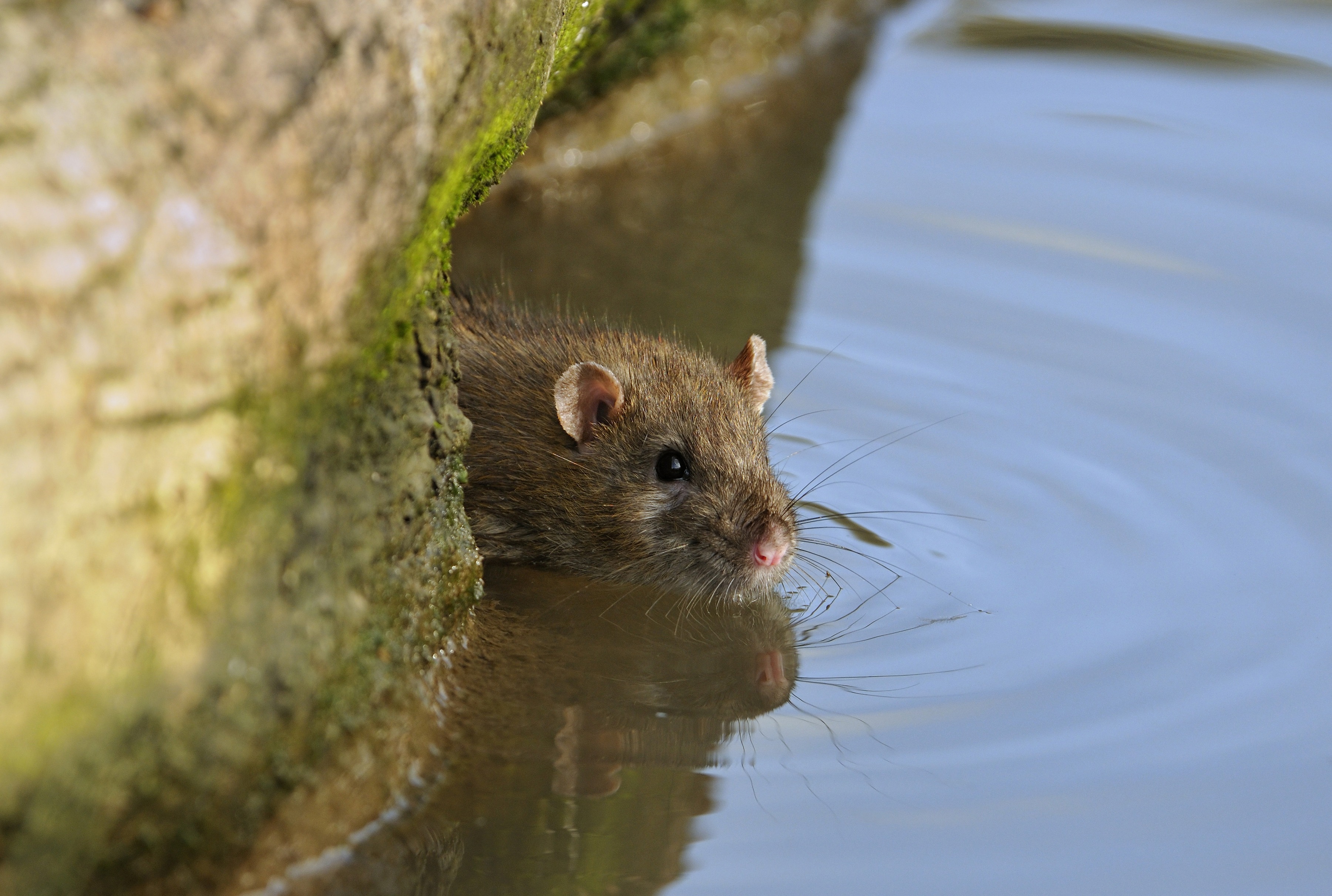 Eliminar plagas de ratones