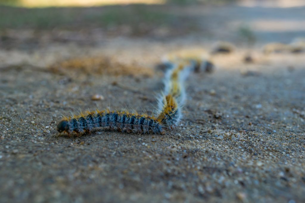 Procesionaria del pino: de oruga a mariposa, con parada en tu mascota ...
