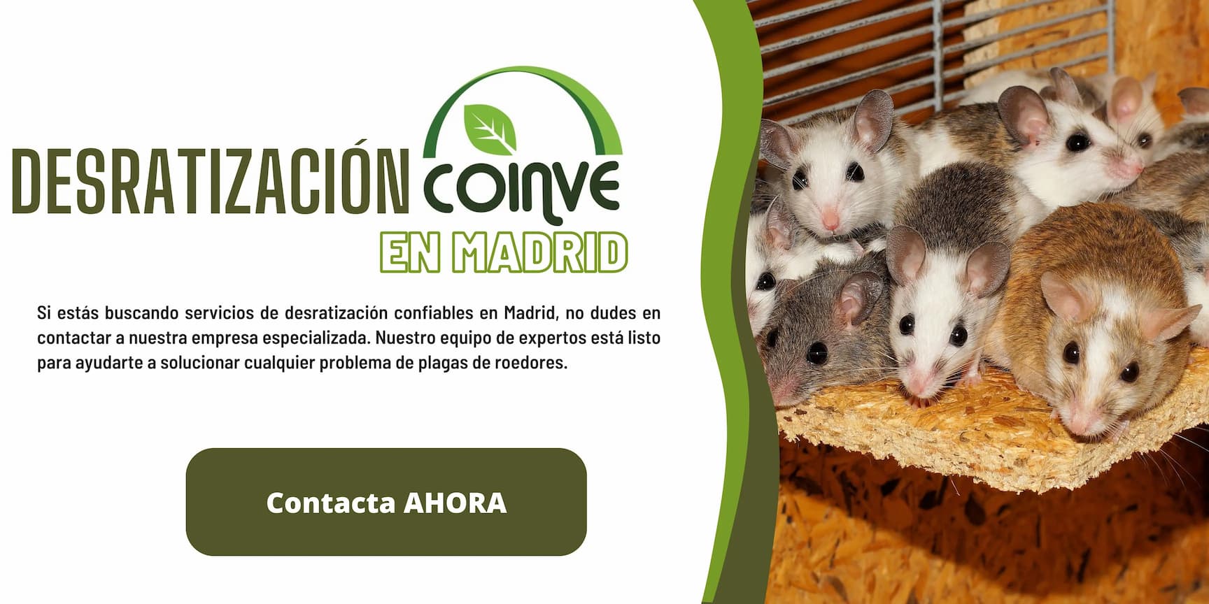 Desratización en Madrid【Coinve】Eliminación Ratas ☎️628092095