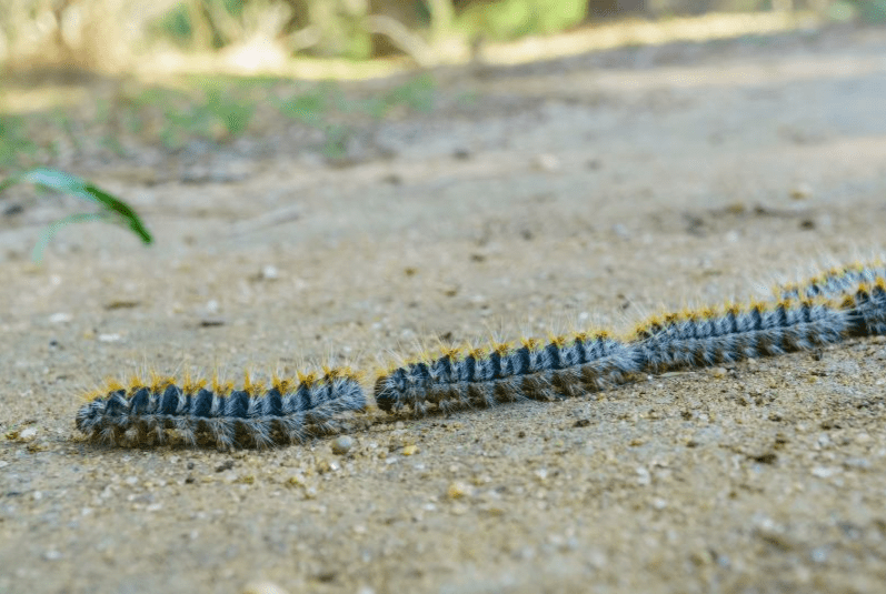 plaga de orugas en Madrid