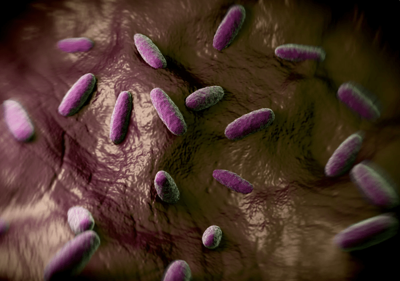 desratización en Madrid