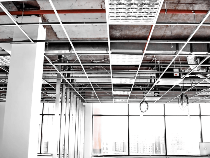 control de plagas en Madrid