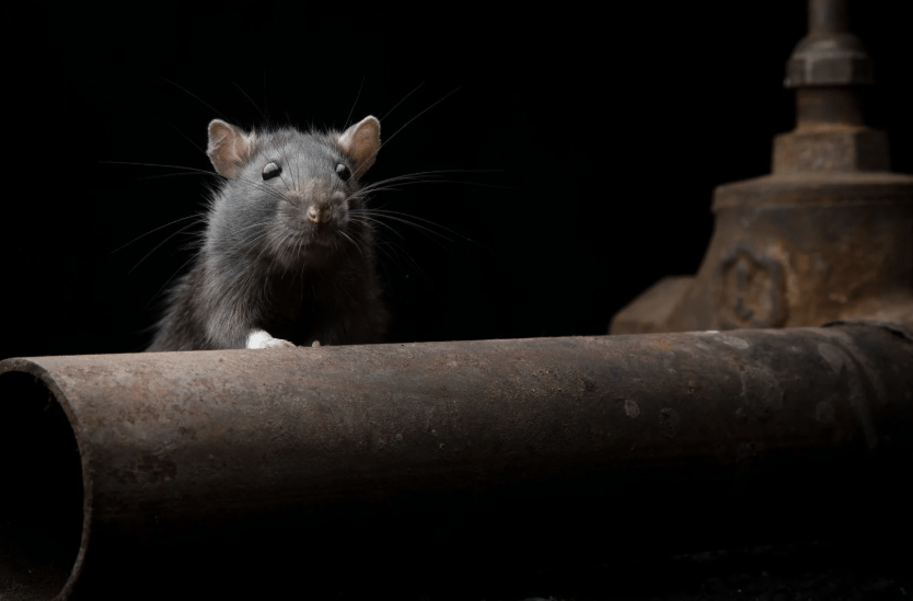 desratización en Madrid