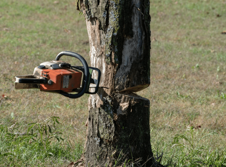 tala de árboles en Madrid