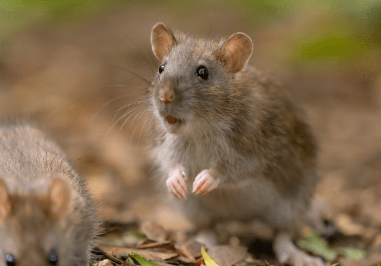 control de plagas en Madrid