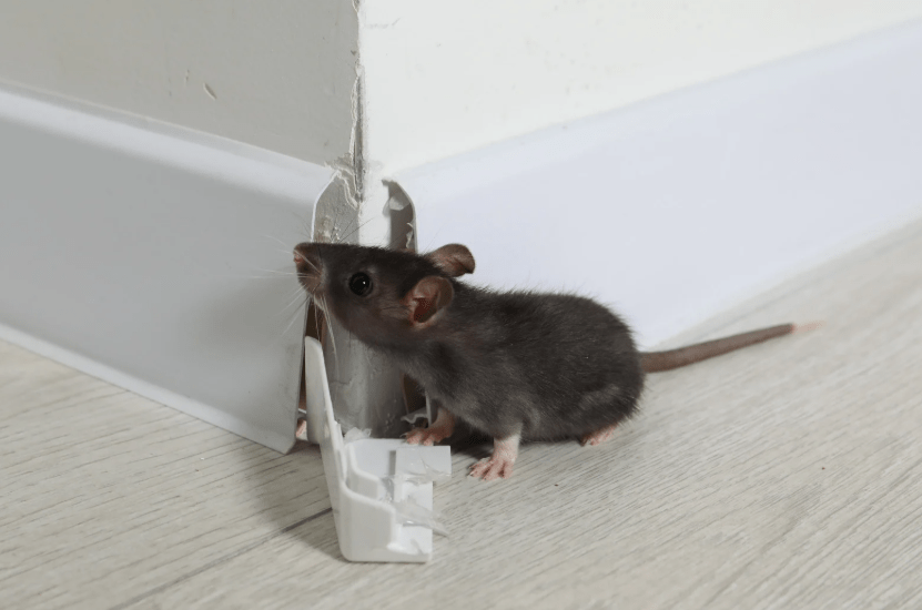 control de plagas en Madrid