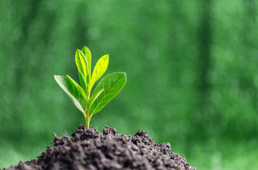 empresas de control de vegetación 